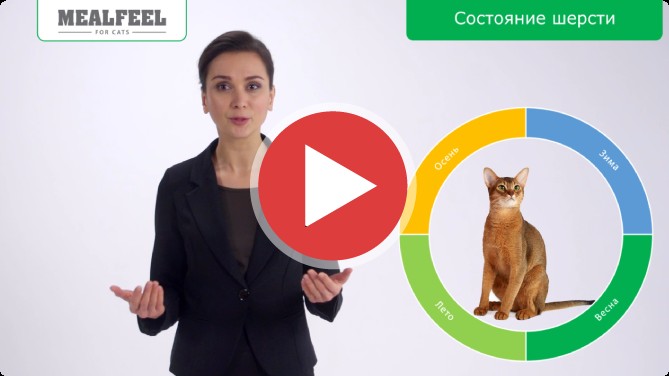 Ролик «Четыре Лапы»